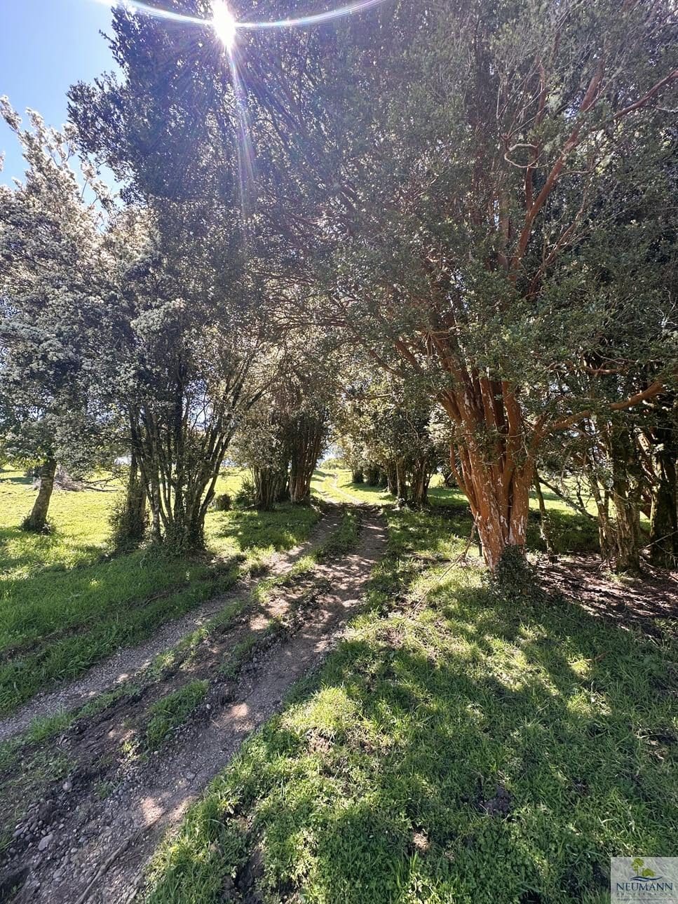 Campo en venta en Ancud — foto 4