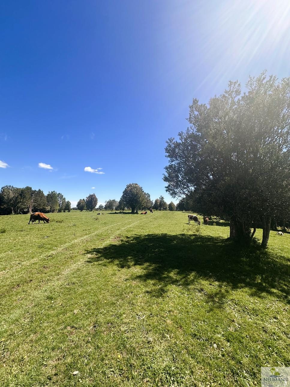 Campo en venta en Ancud — foto 10