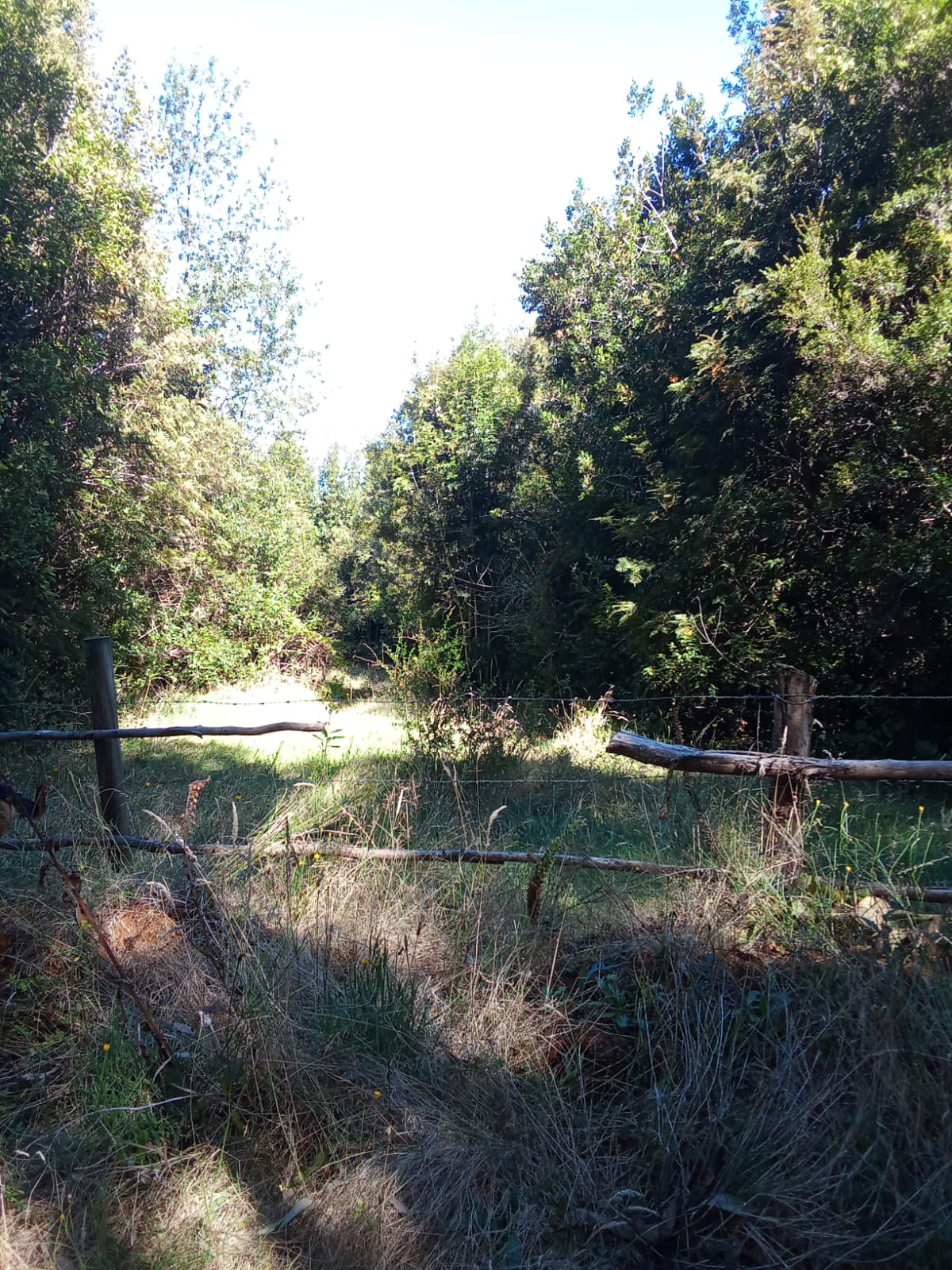 Parcela en venta en Fresia — foto 5