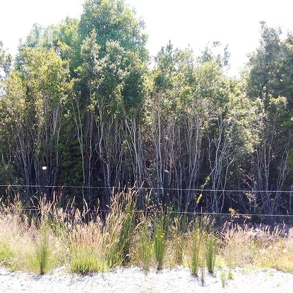 Parcela en venta en Maullín — foto 2