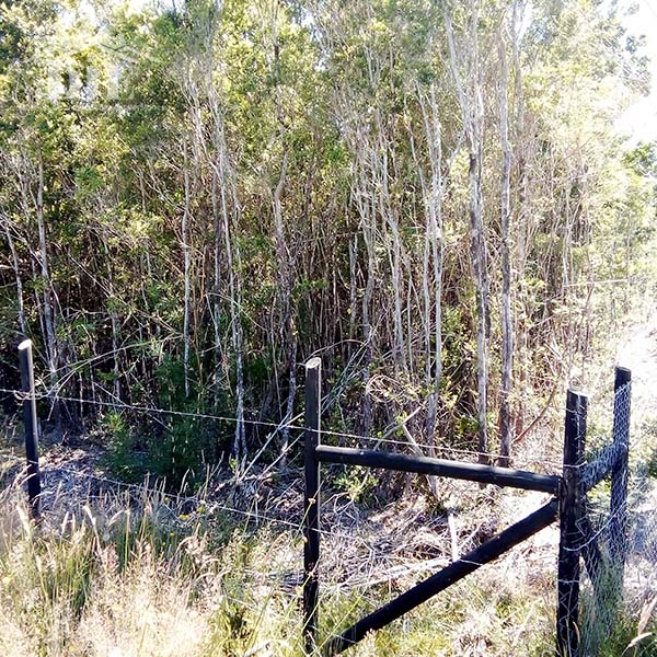 Parcela en venta en Maullín — foto 3
