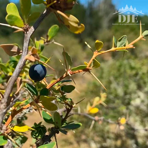 Campo en venta en Maullín — foto 3