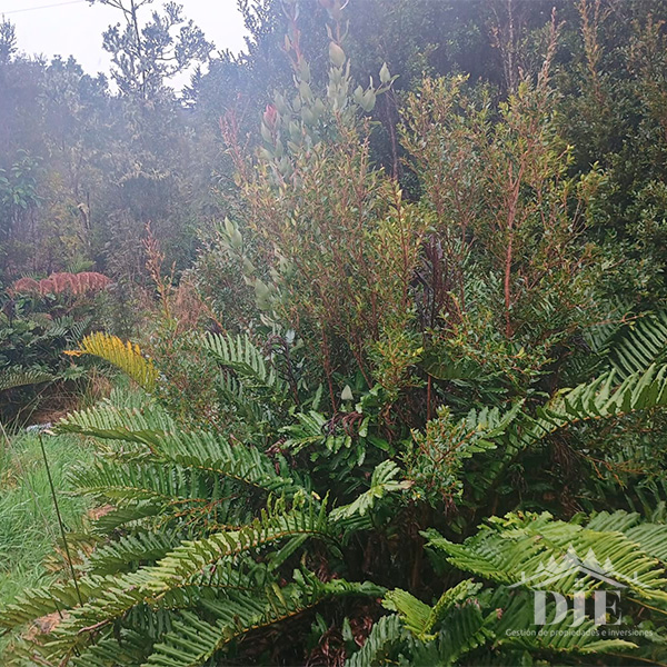 Parcela en venta en Puerto Varas — foto 6