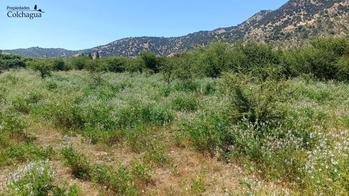 Terreno en venta en Chépica — foto 6