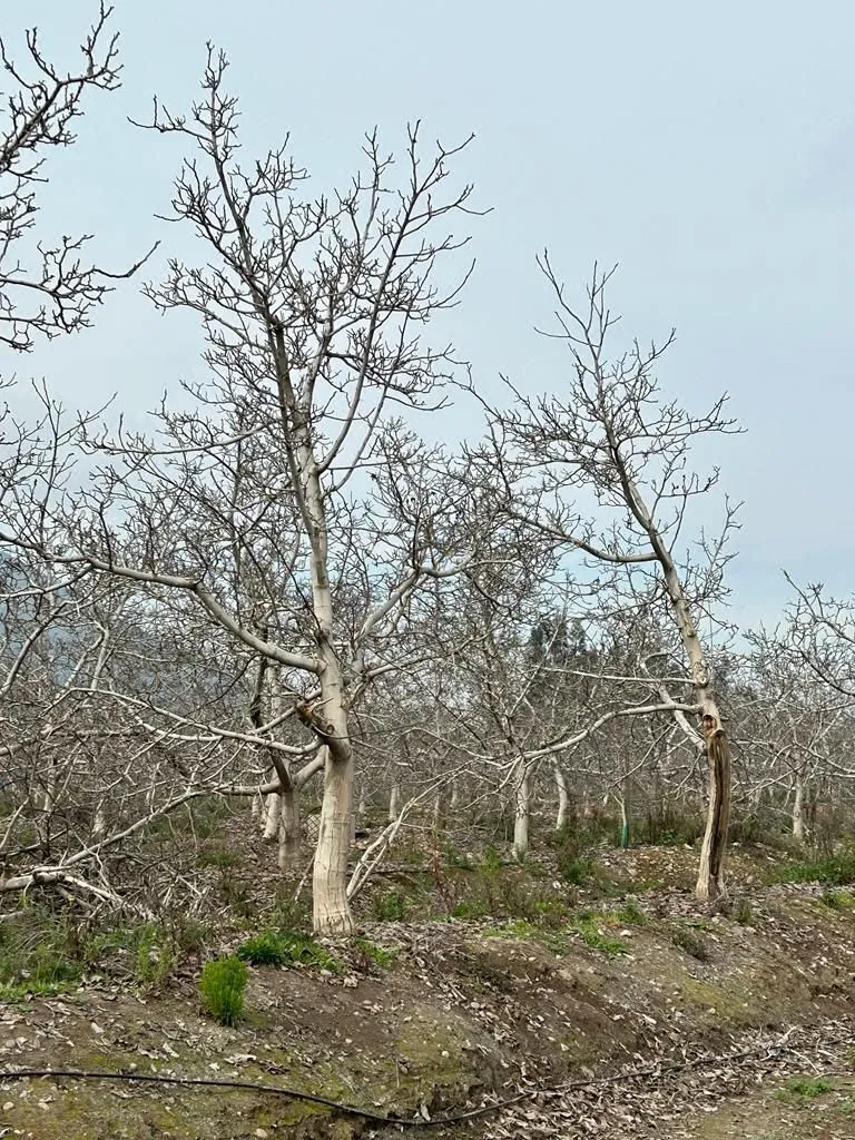 Terreno en venta en Talagante — foto 10
