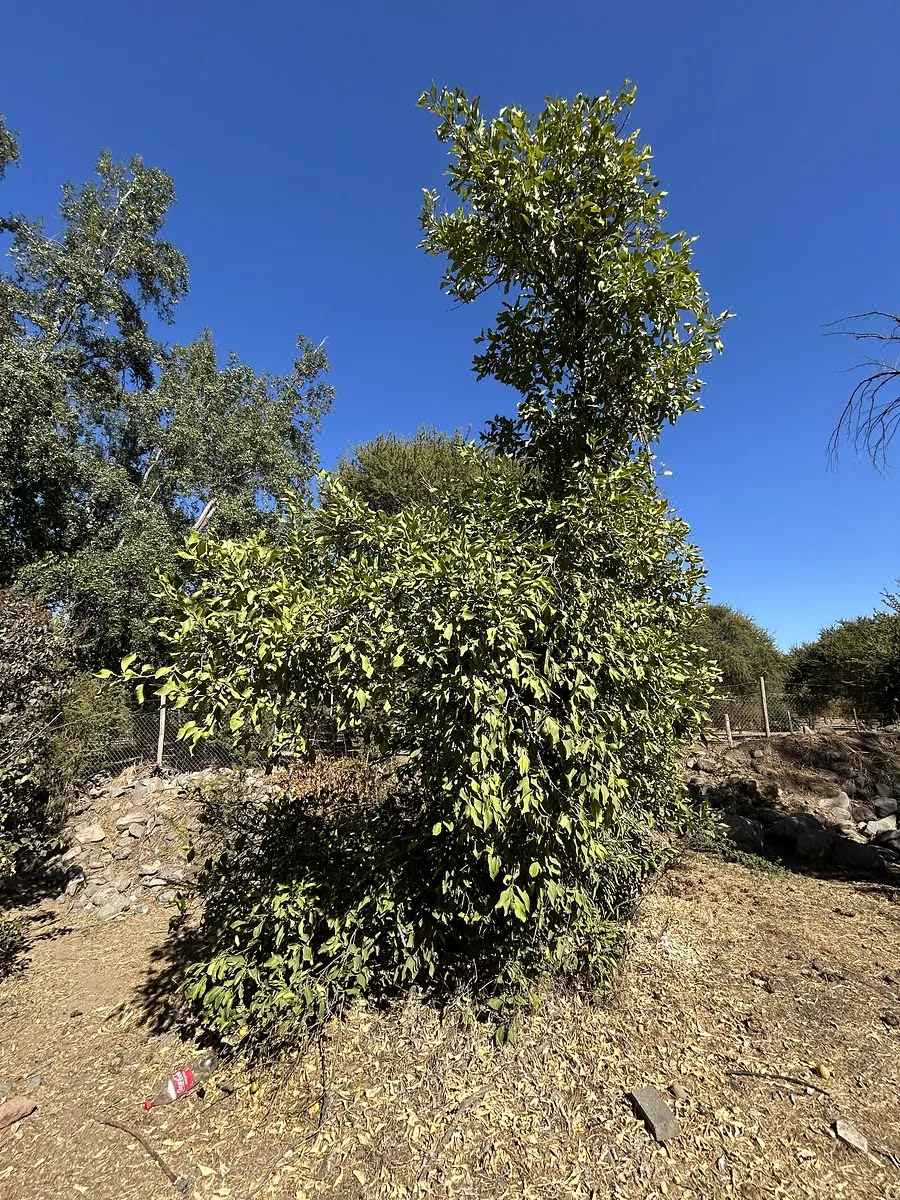 Terreno en venta en Paine — foto 5