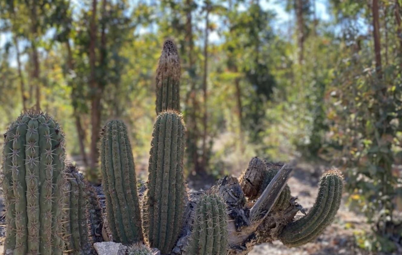 Parcela en venta en Litueche — foto 10