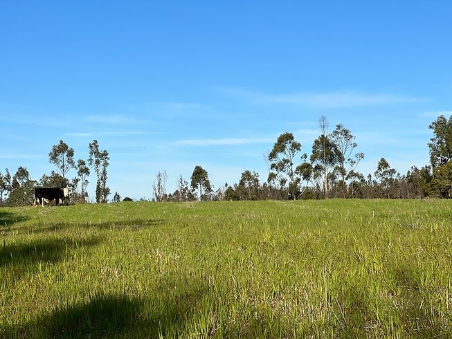 Parcela en venta en Pichilemu — foto 8