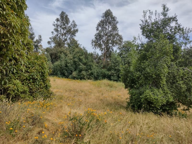 Terreno en venta en Villa Alemana — foto 9