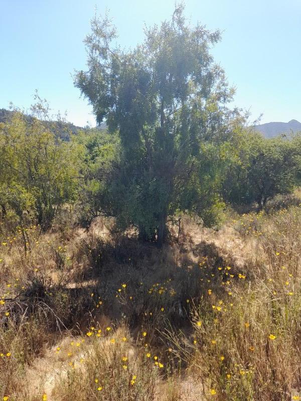 Parcela en venta en Casablanca — foto 10