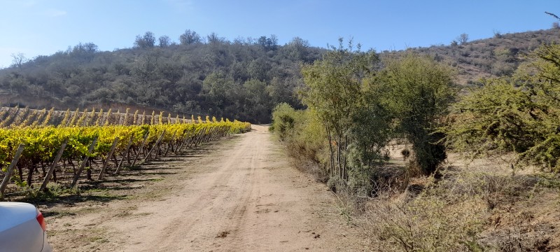 Campo en venta en Casablanca — foto 3