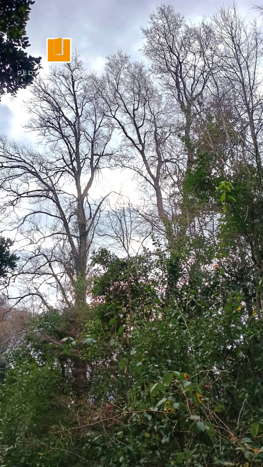 Terreno en venta en Pucón — foto 4