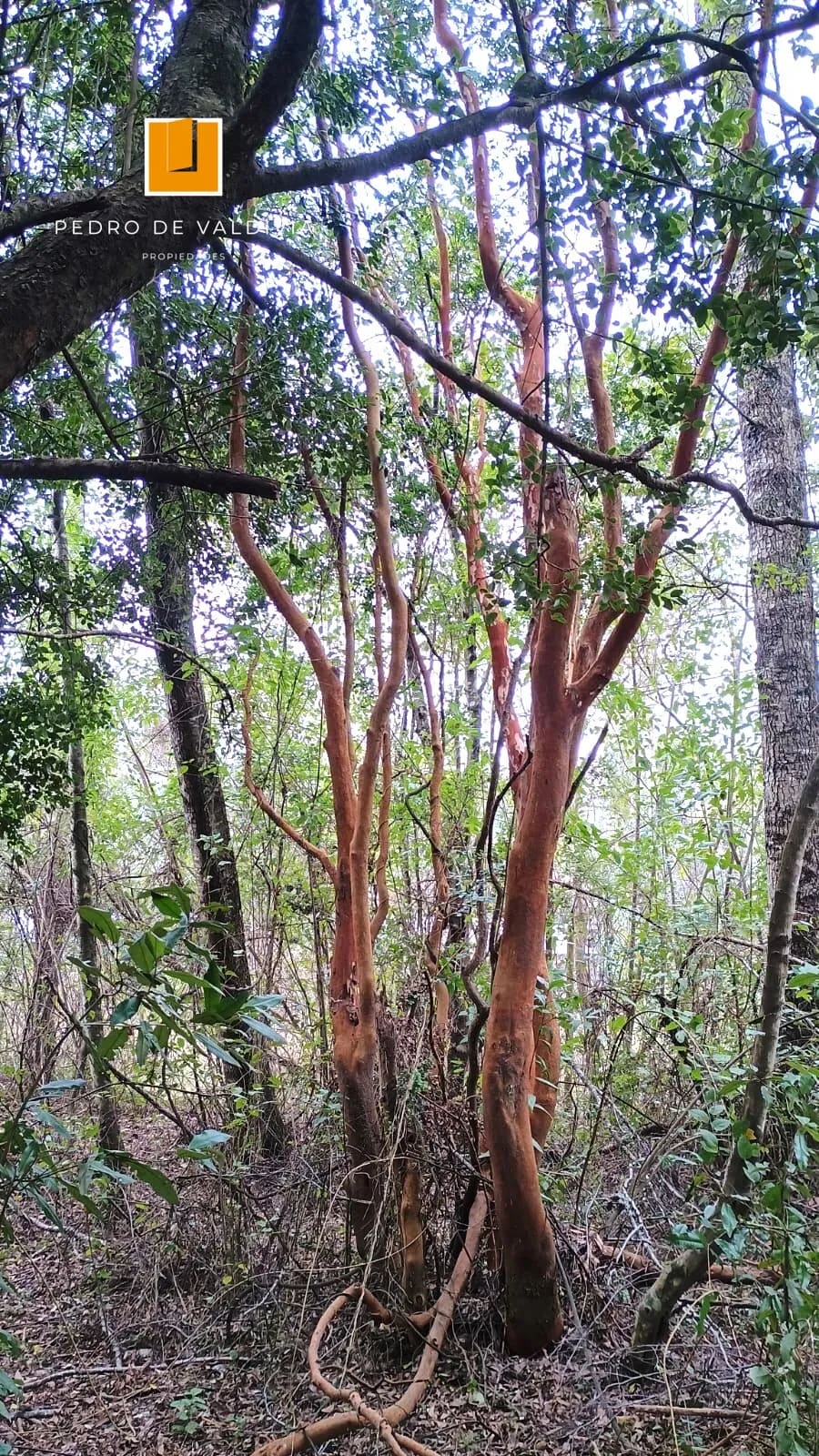 Terreno en venta en Pucón — foto 5