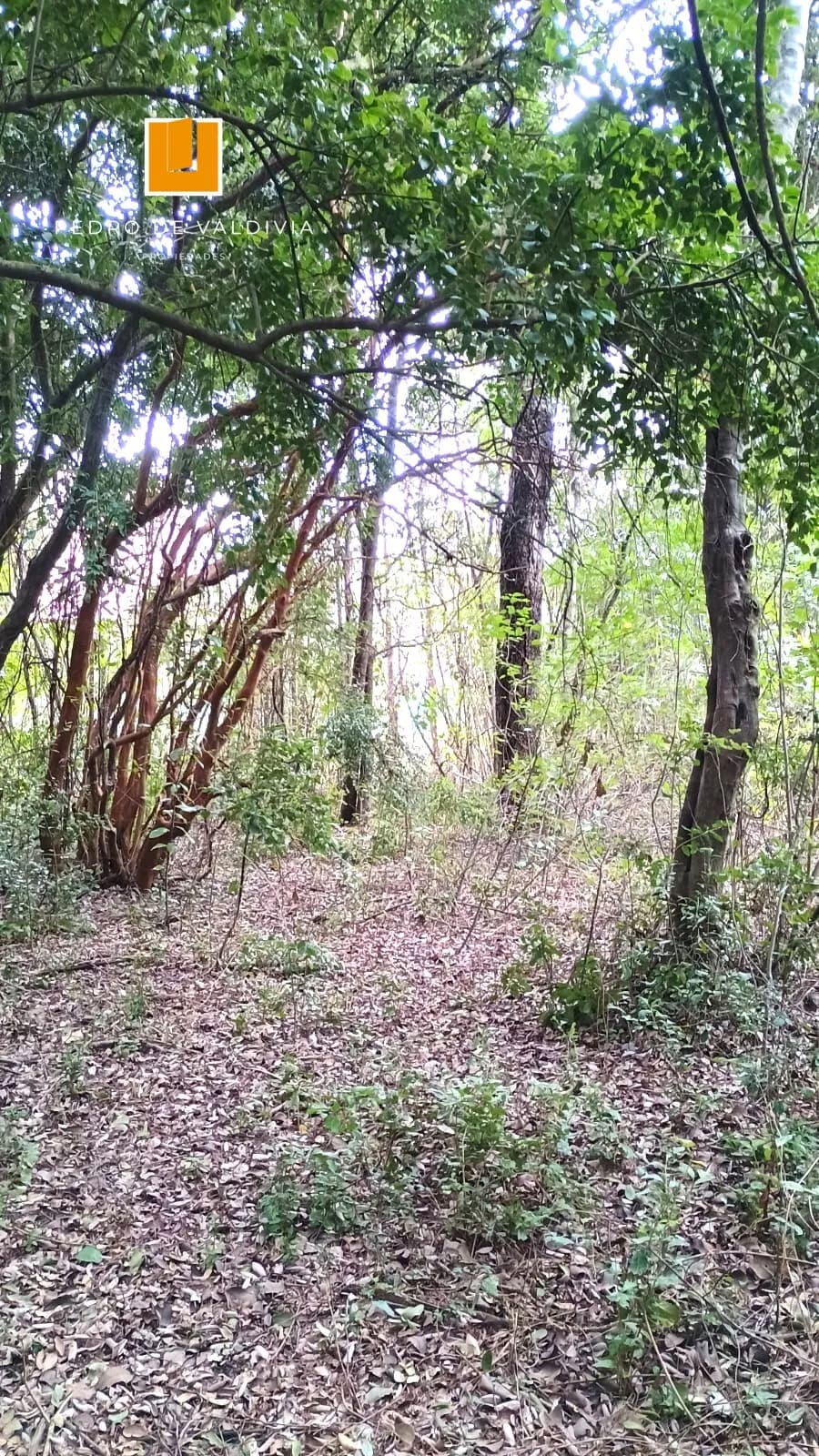 Terreno en venta en Pucón — foto 8