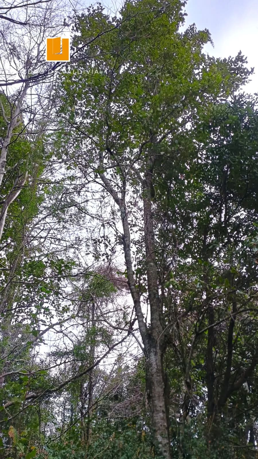 Terreno en venta en Pucón — foto 9