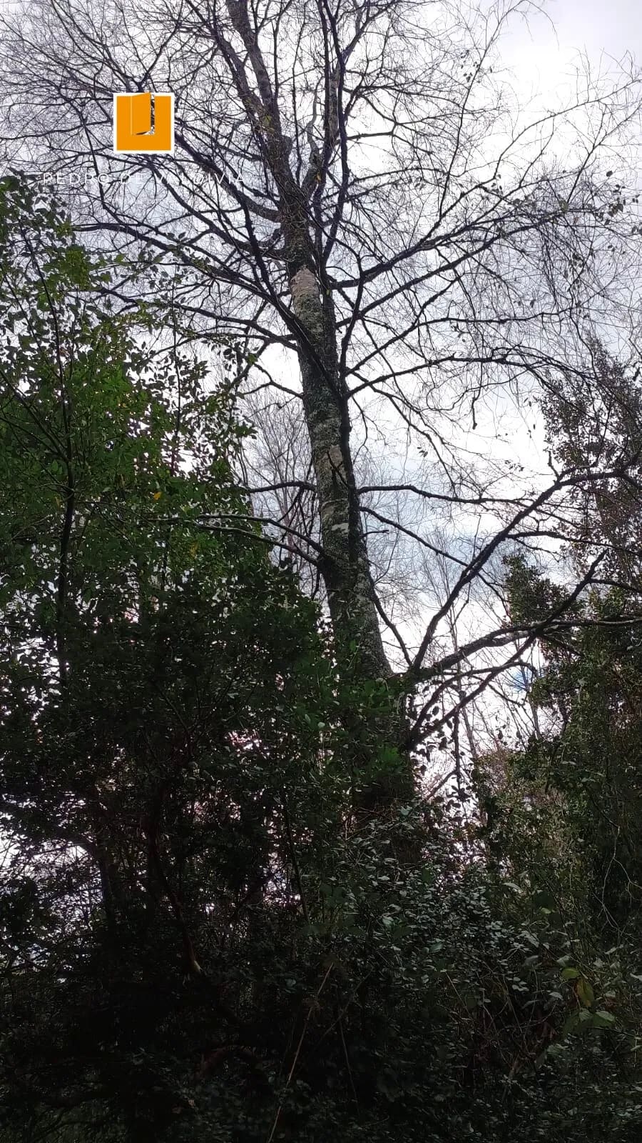 Terreno en venta en Pucón — foto 10