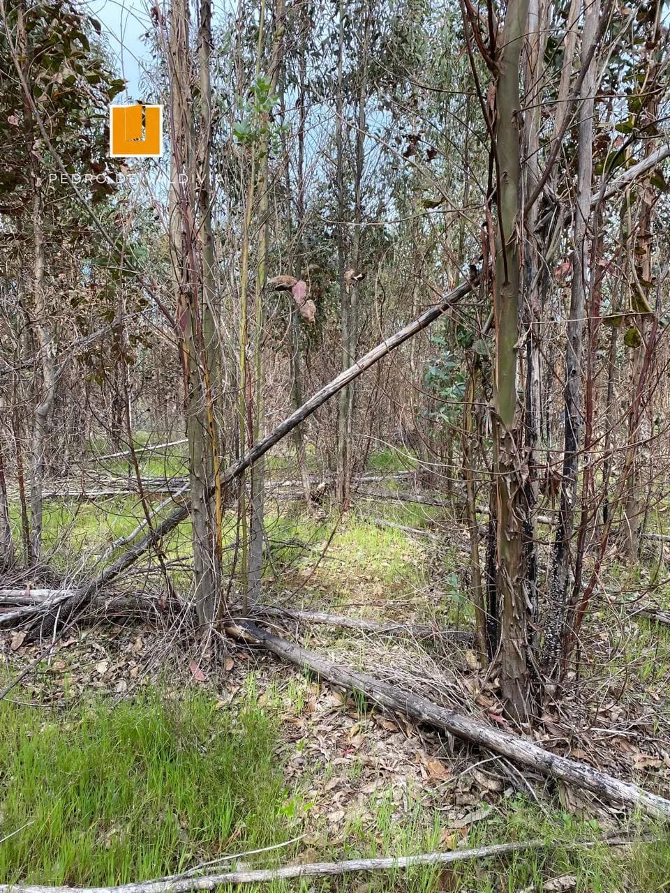 Terreno en venta en San Nicolás — foto 8