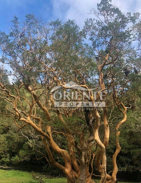 Parcela en venta en Panguipulli — foto 10