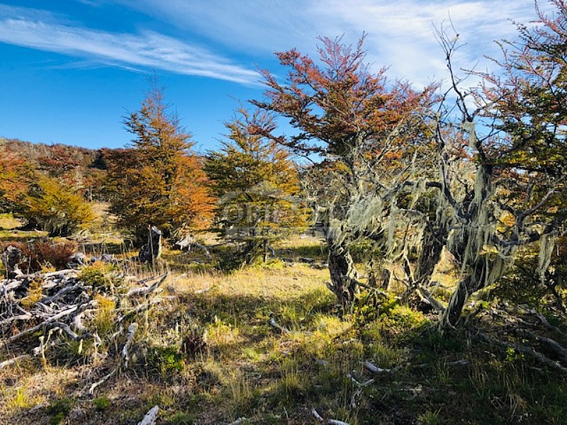 Parcela en venta en Aysén — foto 4