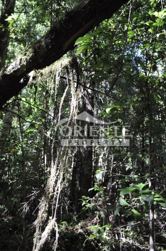 Terreno en venta en Panguipulli — foto 3