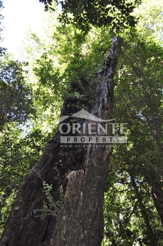 Terreno en venta en Panguipulli — foto 8