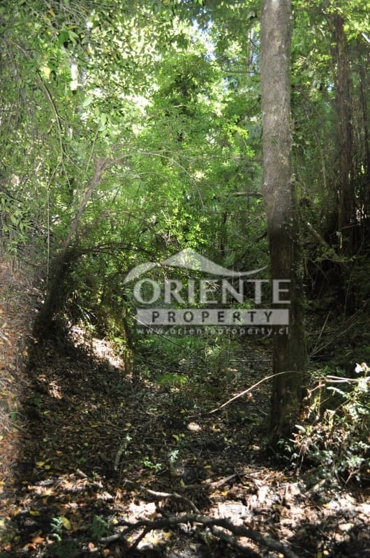 Terreno en venta en Panguipulli — foto 9