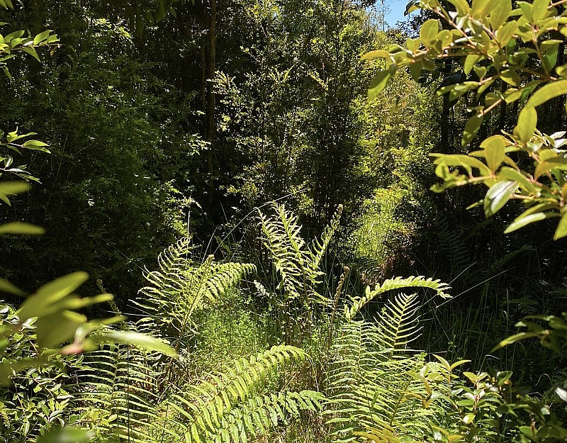 Parcela en venta en Puerto Varas — foto 7